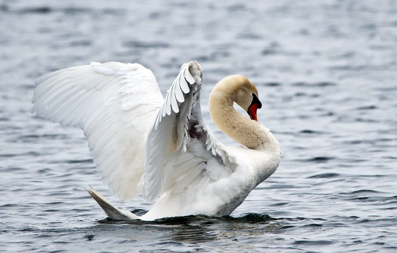 Photo wallpaper white, water, background, bird, ruffle, swans
