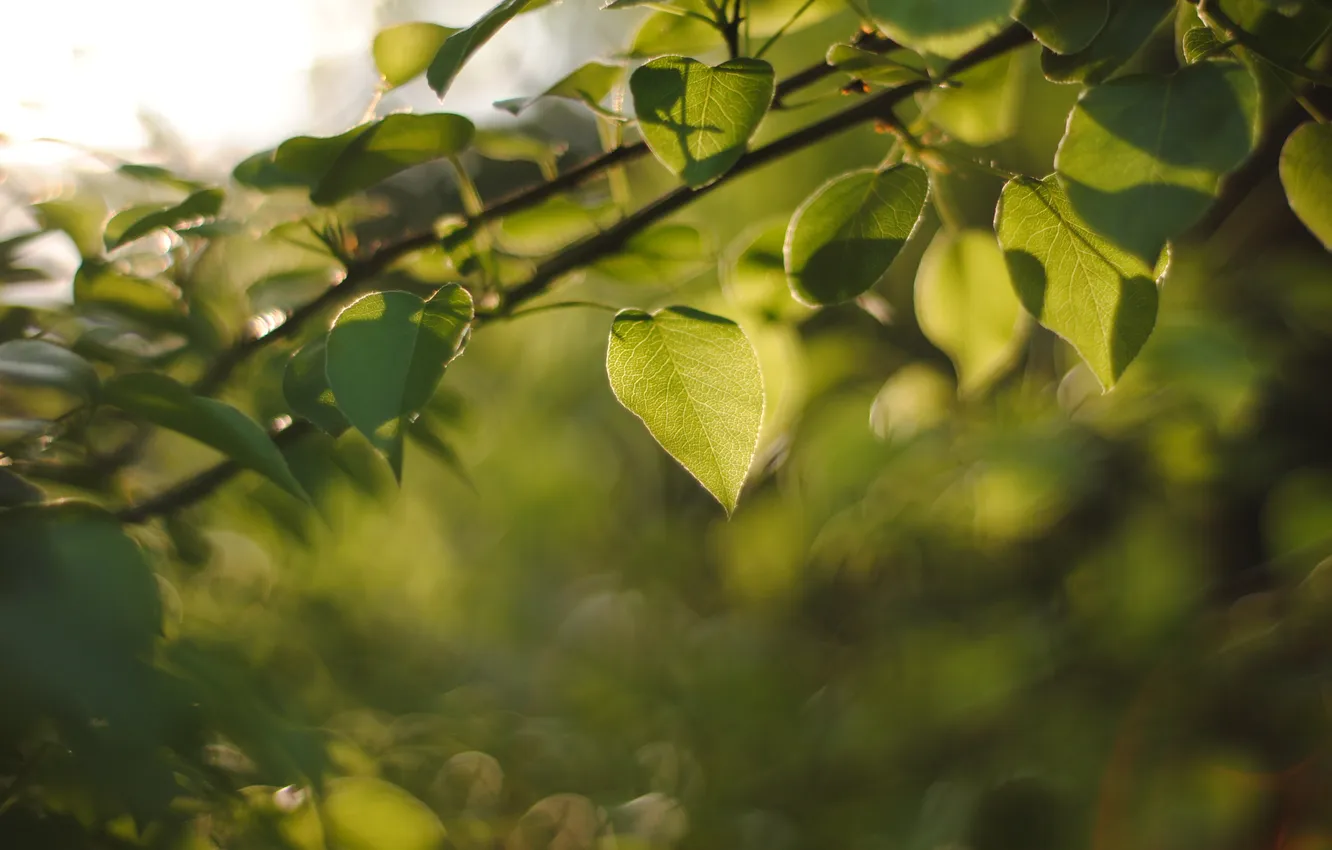 Photo wallpaper greens, summer, leaves, trees