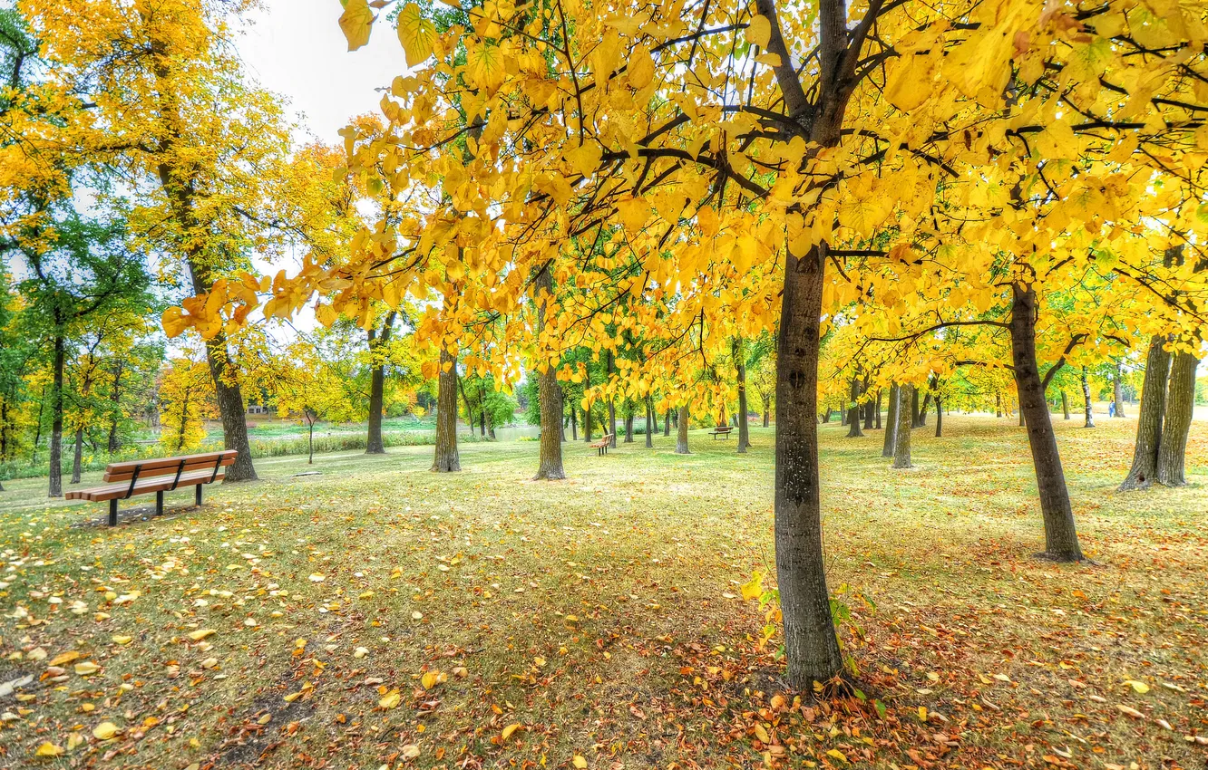 Photo wallpaper autumn, grass, leaves, trees, Park, bench