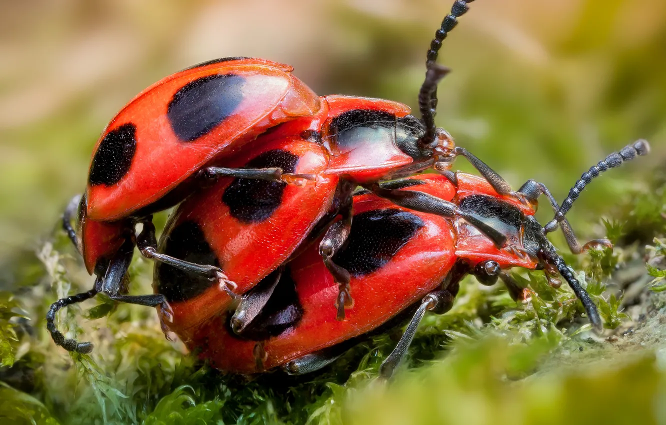 Photo wallpaper macro, beetle, Planeedi