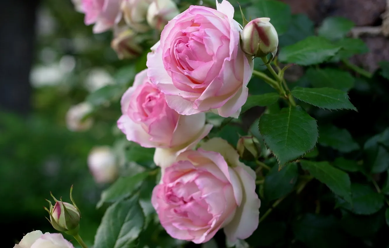 Photo wallpaper leaves, tenderness, roses, buds
