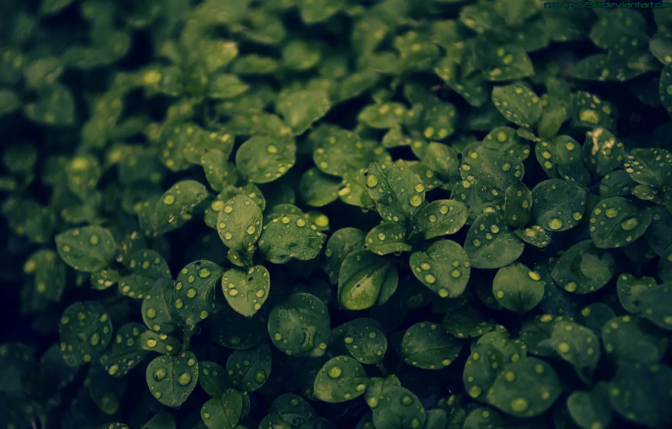 Photo wallpaper greens, leaves, Rosa