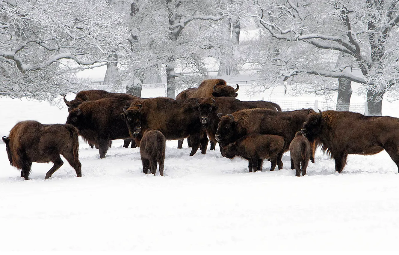 Photo wallpaper winter, snow, Germany, the herd, Hesse, Buffalo