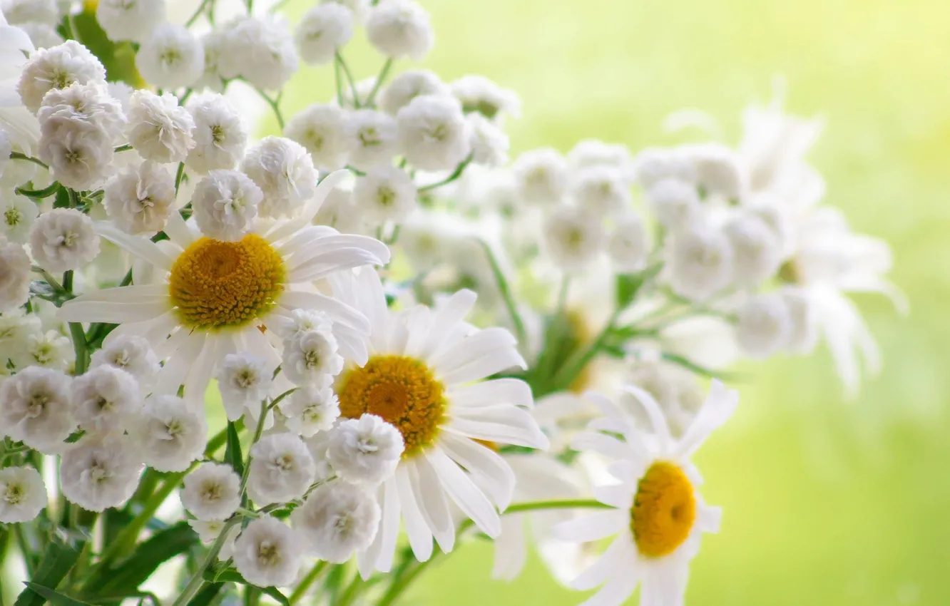 Photo wallpaper flowers, chamomile, bouquet, green background