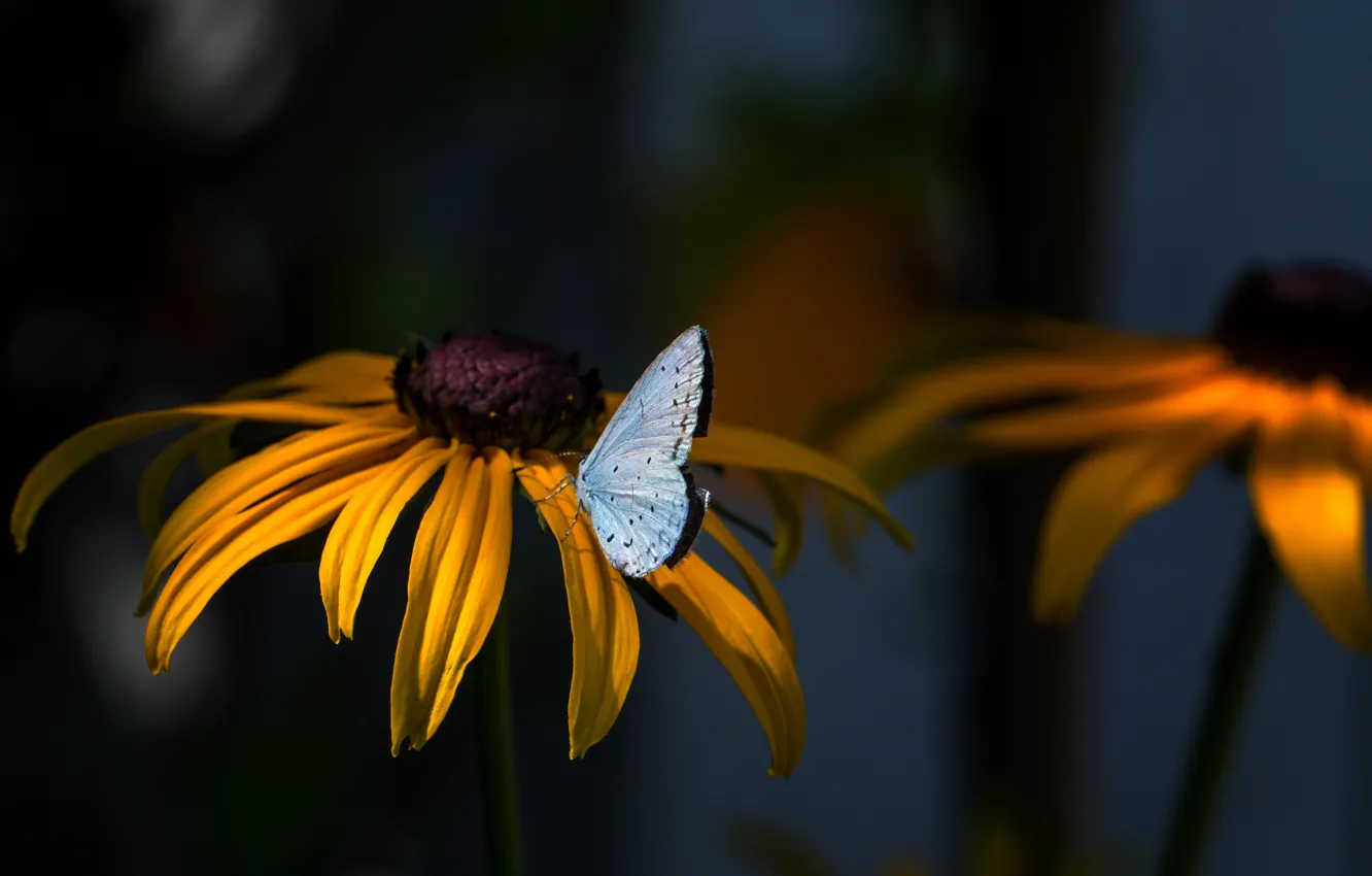 Photo wallpaper flowers, nature, butterfly, plants, insect