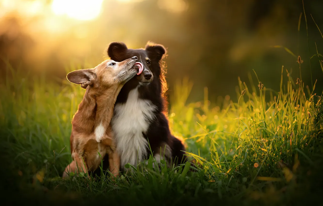 Photo wallpaper grass, mood, kiss, a couple, two dogs