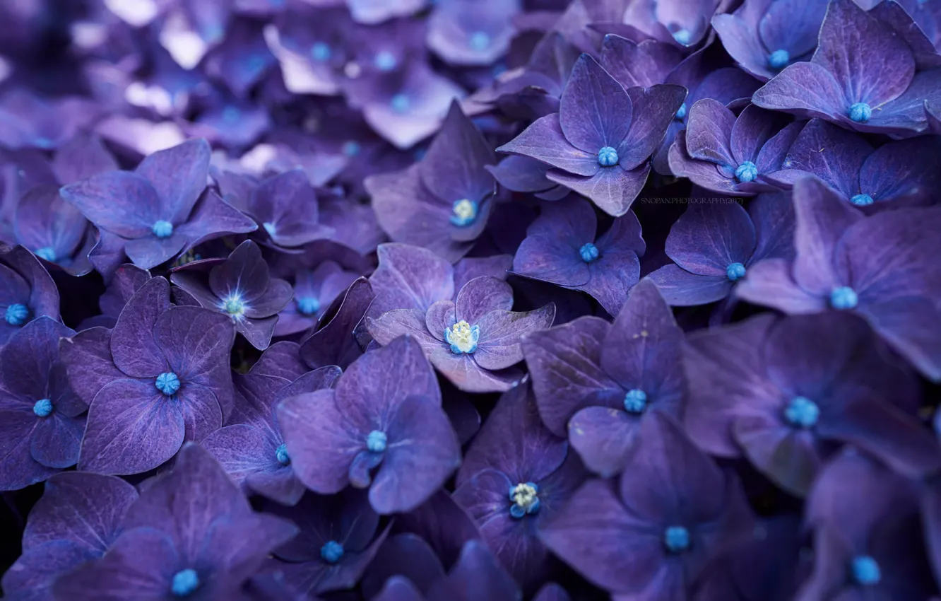Photo wallpaper petals, blue, flowers, flowers, blue, hydrangea, petals, splendor