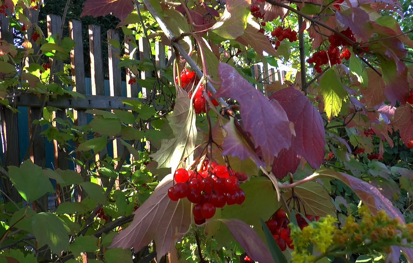 Photo wallpaper autumn, leaves, berries, Kalina