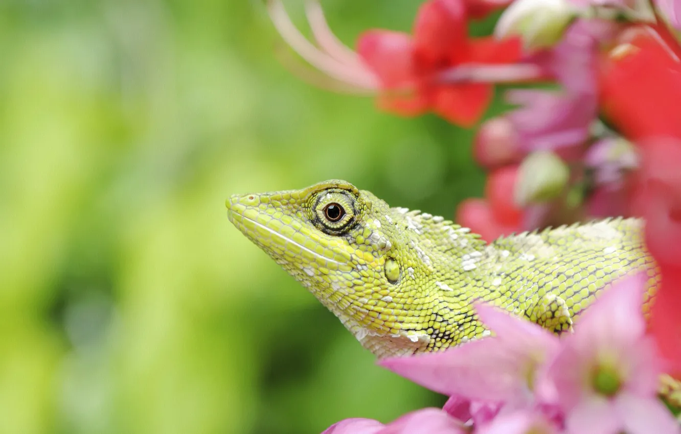 Wallpaper flowers, lizard, reptile for mobile and desktop, section