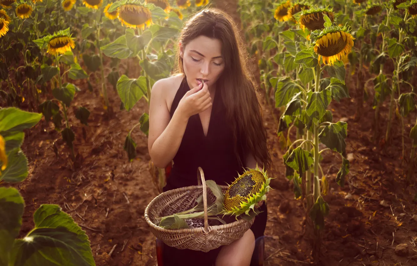 Photo wallpaper field, sunflowers, basket, Isabella Phillips