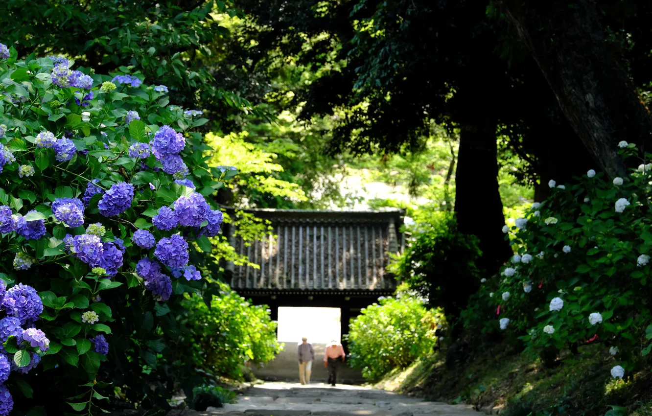 Photo wallpaper Park, gate, Japan, hydrangea, Sakuragawa