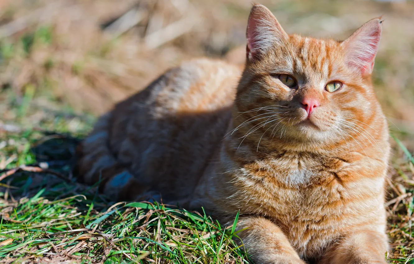 Photo wallpaper summer, cat, nature