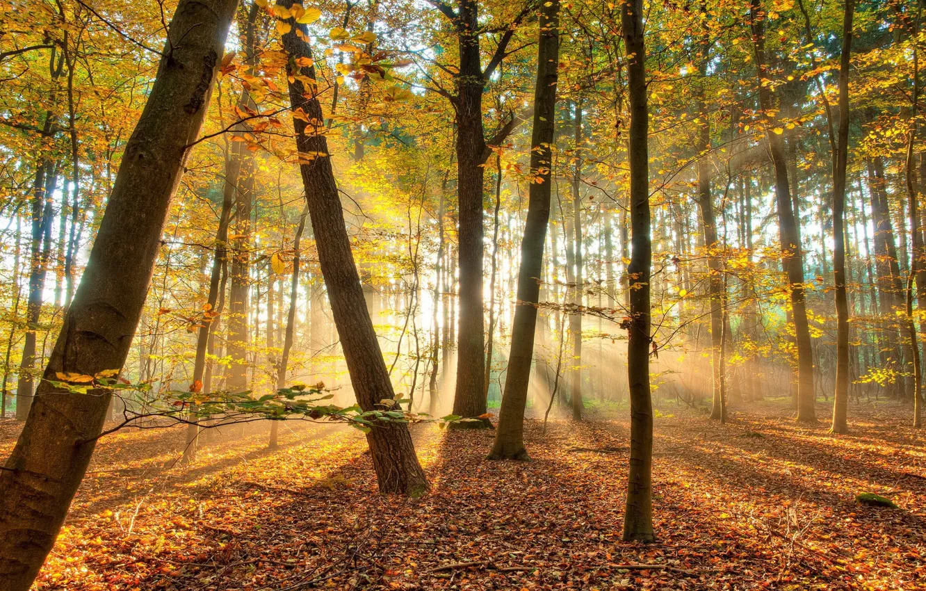 Photo wallpaper autumn, forest, trees