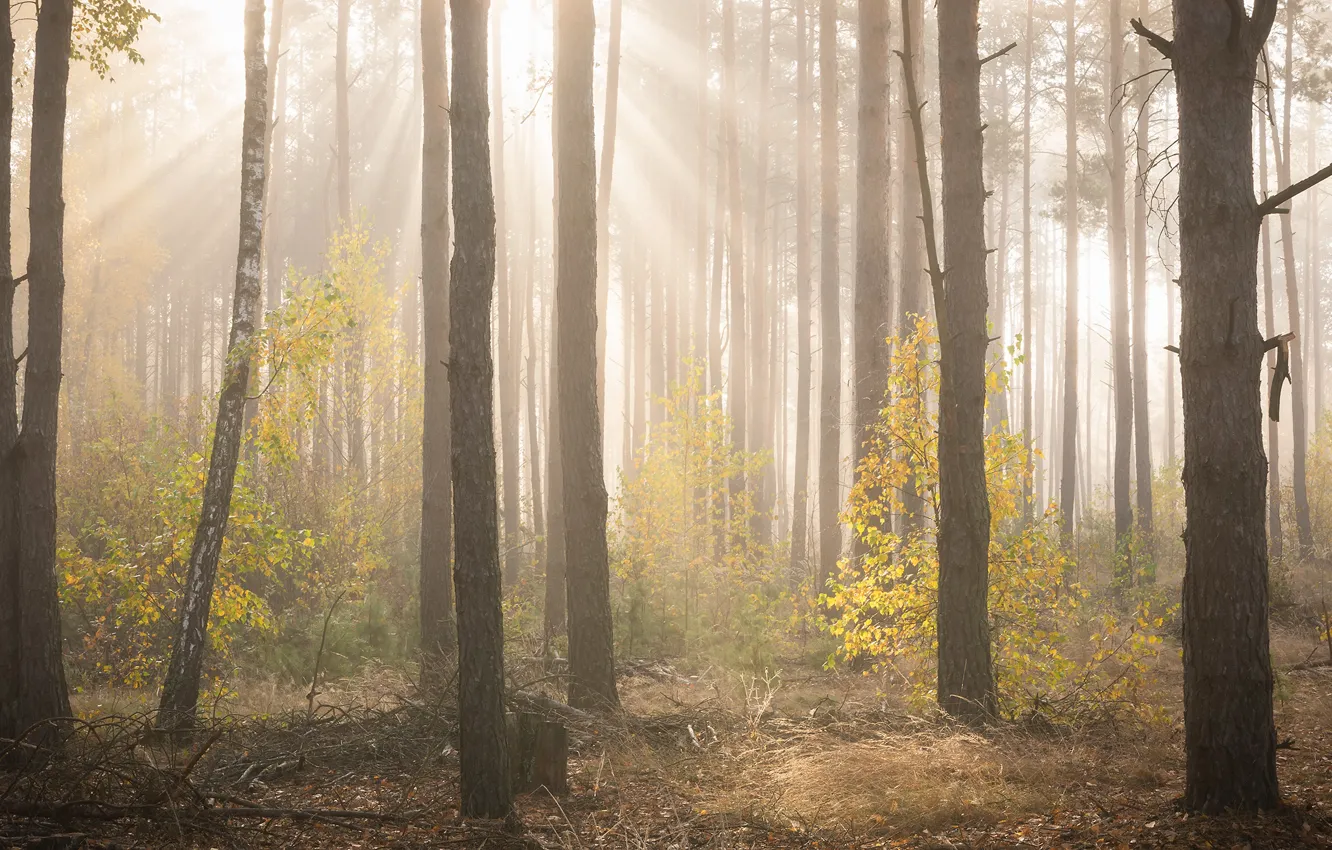 Photo wallpaper autumn, forest, the sun, rays, light, trees, branches, fog