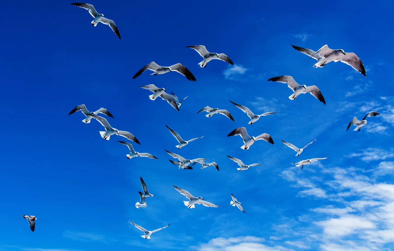 Photo wallpaper the sky, freedom, clouds, flight, blue, bird, seagulls, wings