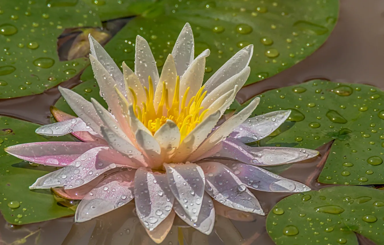 Photo wallpaper water, pink, Nymphaeum