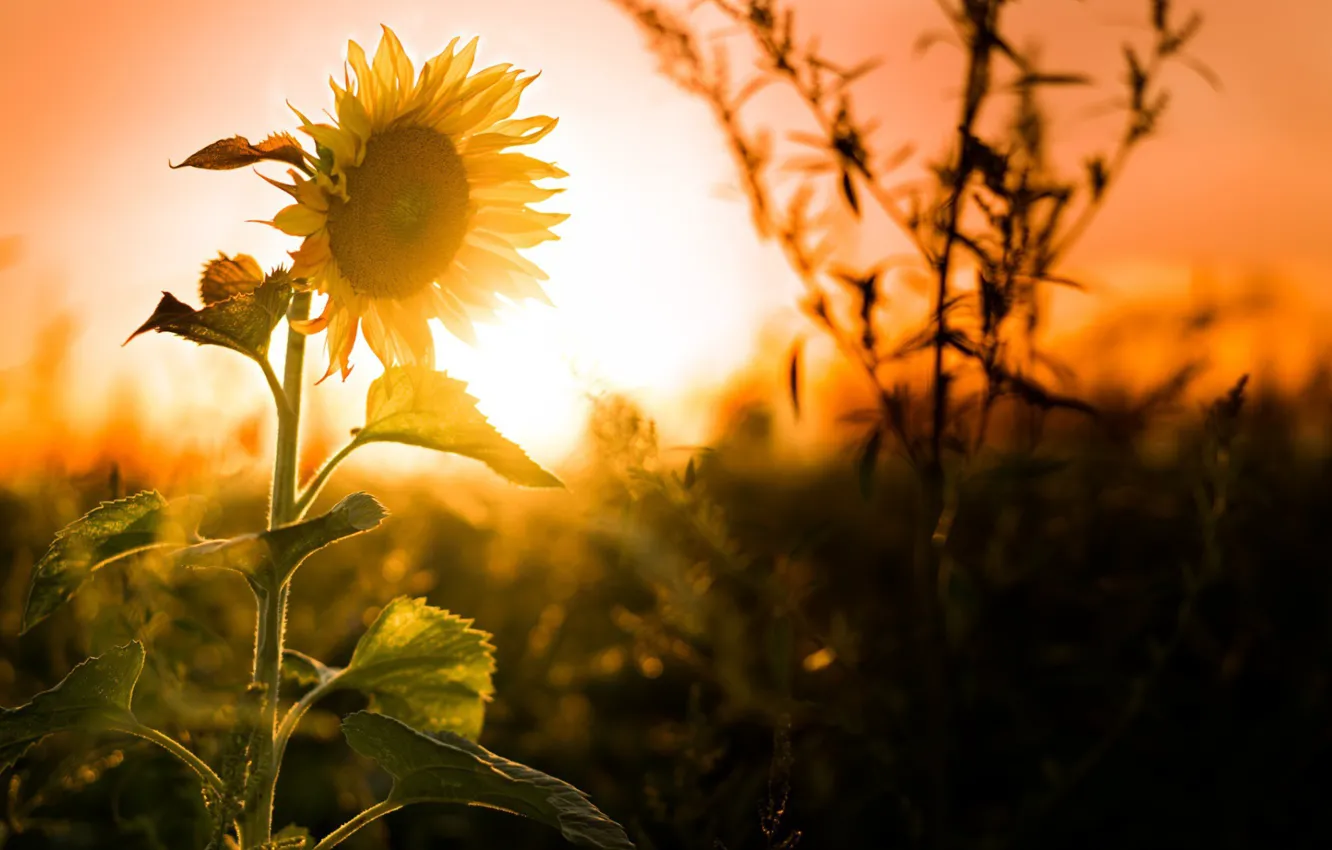 Photo wallpaper leaves, the sun, sunflowers, sunset, flowers, dawn, stem, seeds