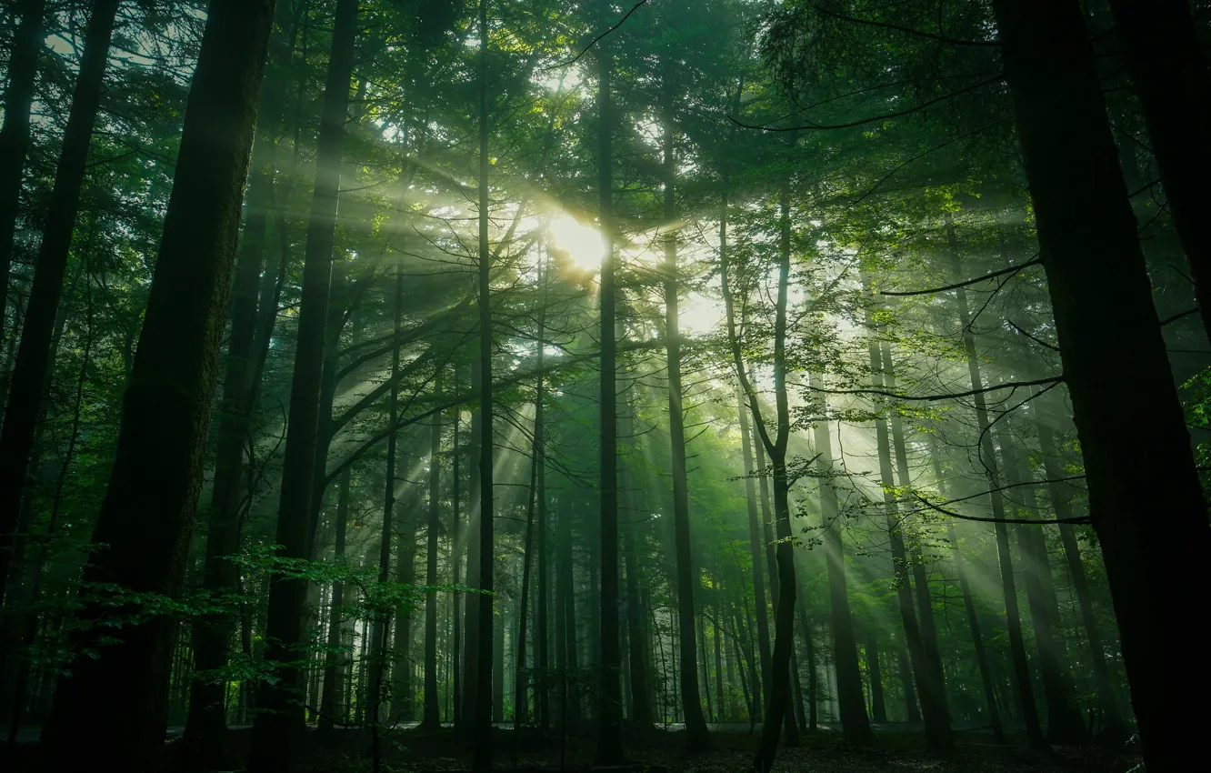Photo wallpaper forest, summer, leaves, the sun, rays, light, trees, branches