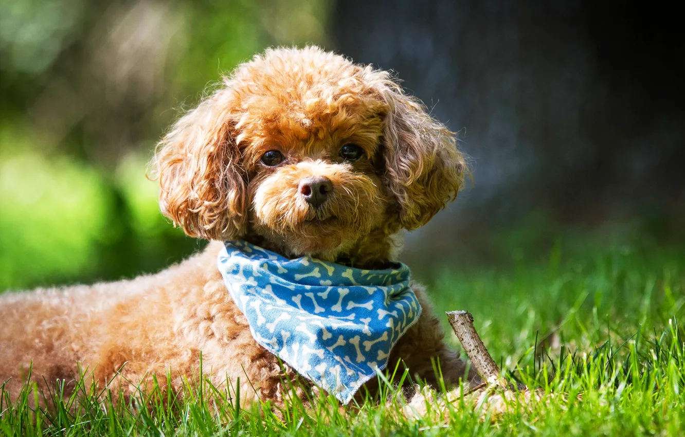 Photo wallpaper summer, grass, look, dog, muzzle, shawl, poodle