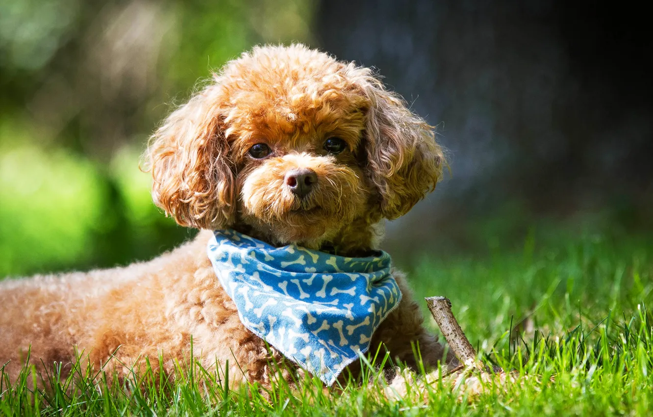 Photo wallpaper summer, grass, look, Dog, muzzle, shawl, Poodle
