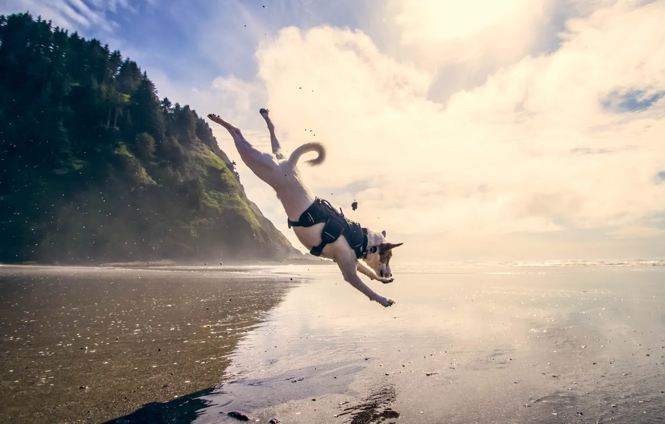 Photo wallpaper sea, water, jump, dog