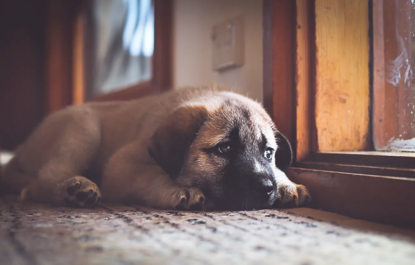 Photo wallpaper house, dog, puppy