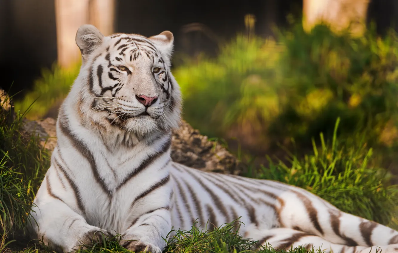 Photo wallpaper cat, tiger, predator, white tiger