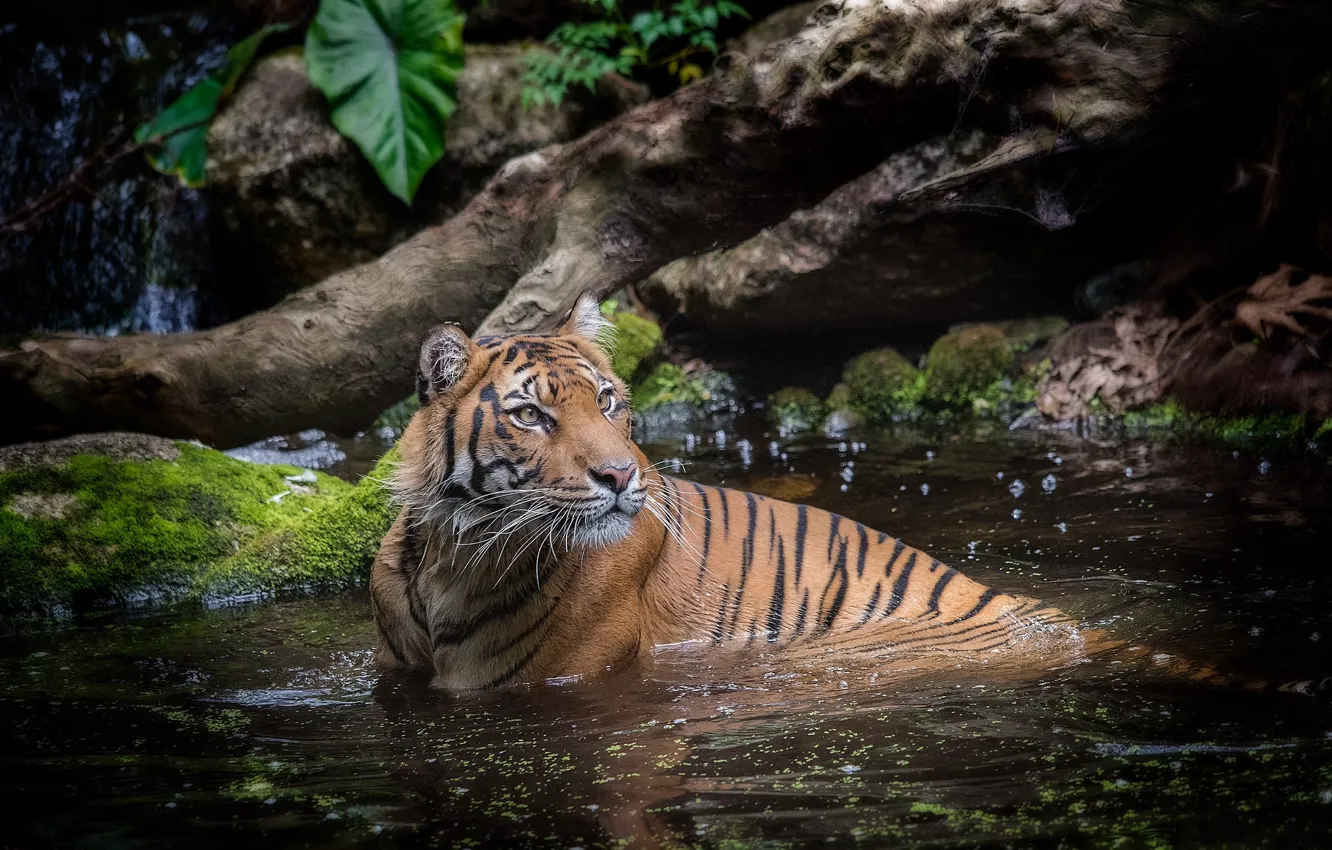 Photo wallpaper water, tiger, bathing