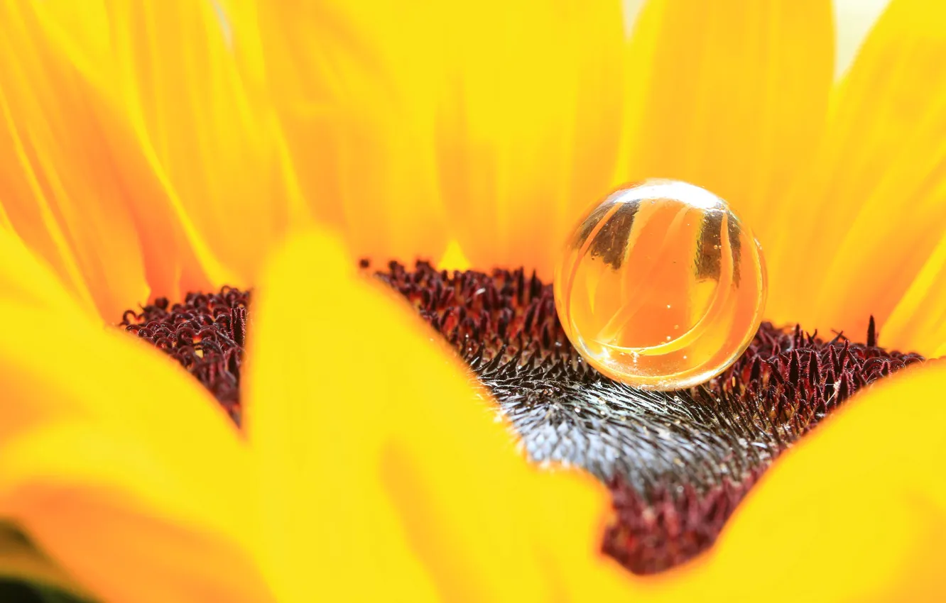 Photo wallpaper drops, sunflowers, flowers, petals