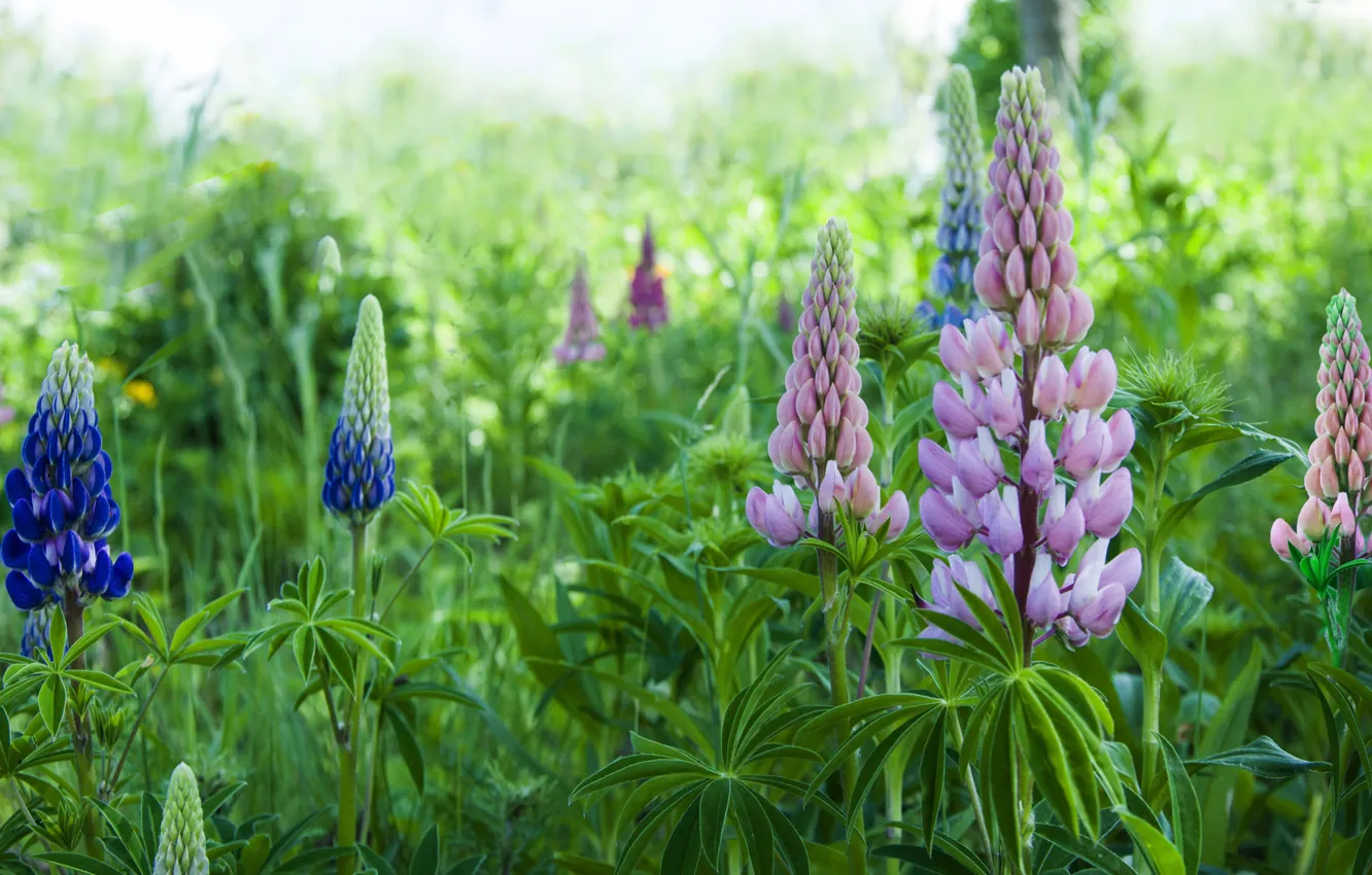 Photo wallpaper greens, summer, leaves, flowers, blue, pink, bokeh, lupins