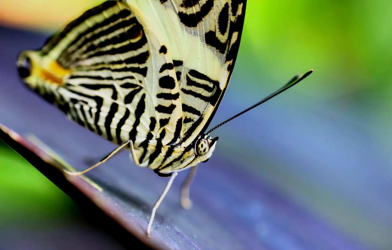 Photo wallpaper macro, background, butterfly
