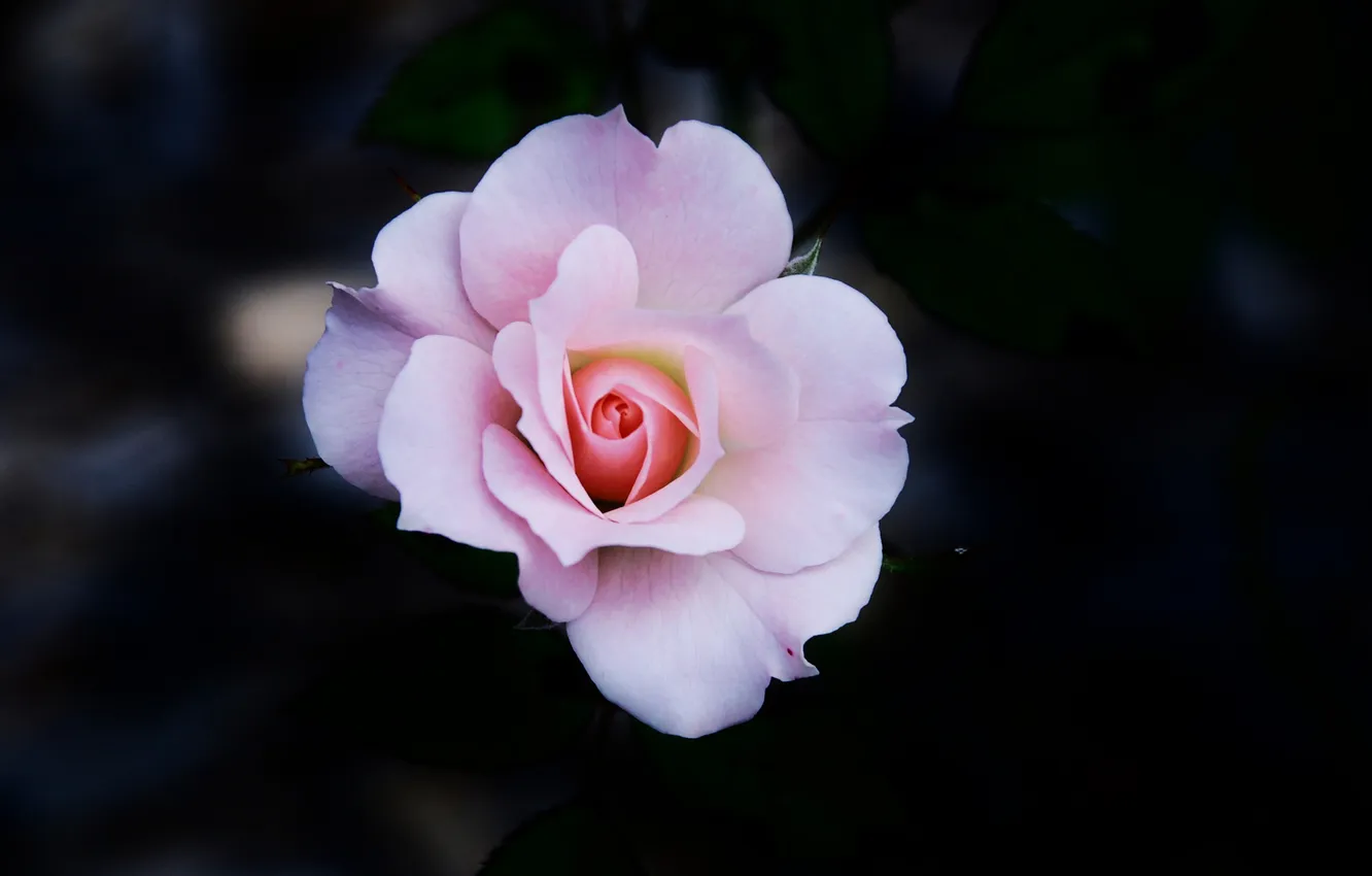 Photo wallpaper flower, dark, rose, one
