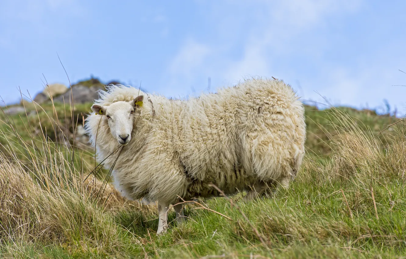 Photo wallpaper grass, look, sheep, ©Tambako The Jaguar