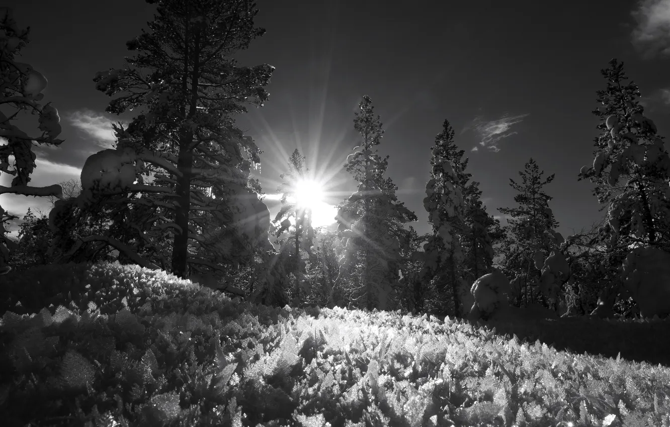 Photo wallpaper winter, snow, trees, landscape