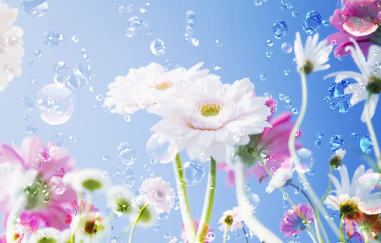 Photo wallpaper Flowers, The sky, Drops