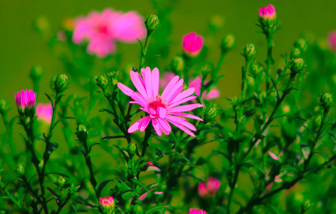 Photo wallpaper flower, autumn, blooming, aster