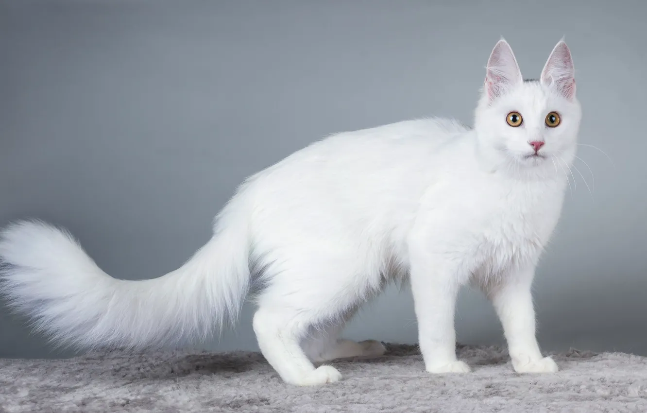 Photo wallpaper cat, cat, look, background, kitty, white cat