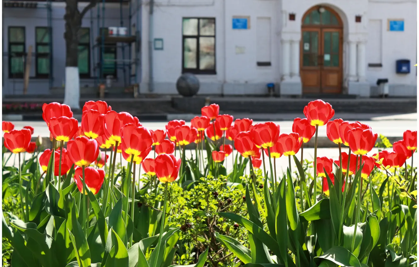 Photo wallpaper greens, the sun, flowers, background, Windows, ball, home, beauty