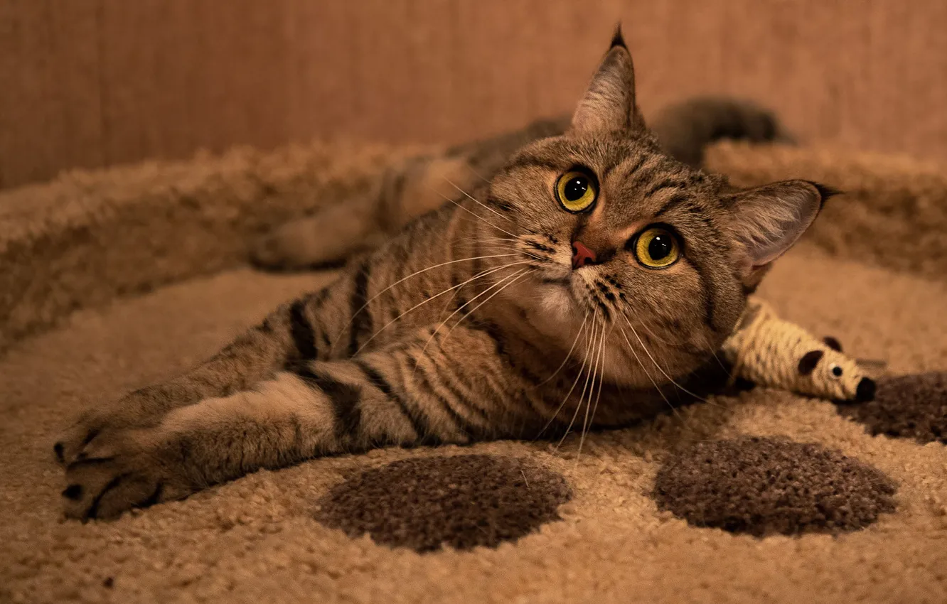 Photo wallpaper cat, cat, look, pose, comfort, grey, toy, paws