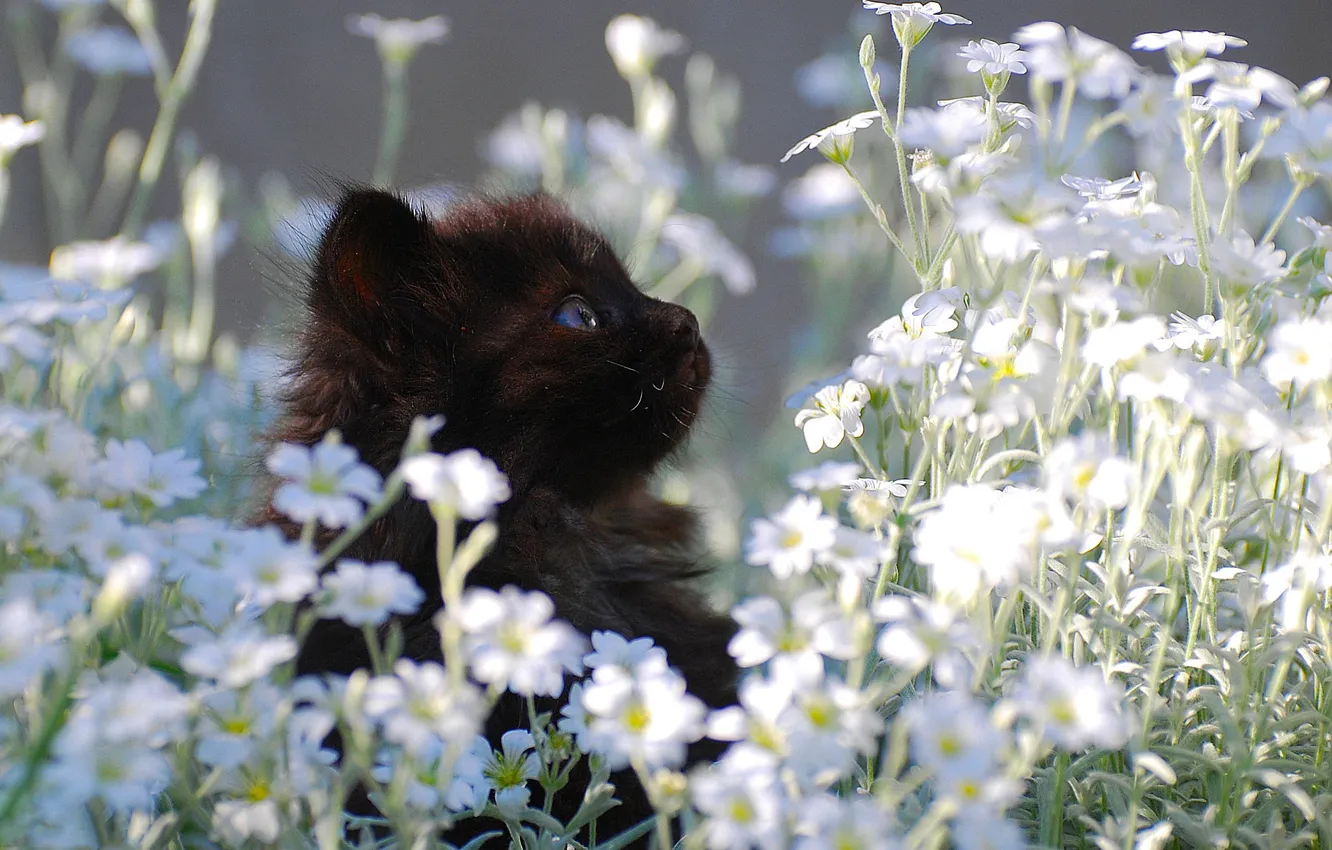 Photo wallpaper black, chamomile, small, kitty, lawn