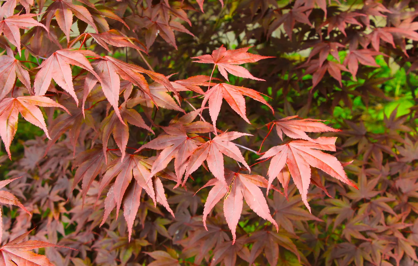 Photo wallpaper red, leafs, twigs