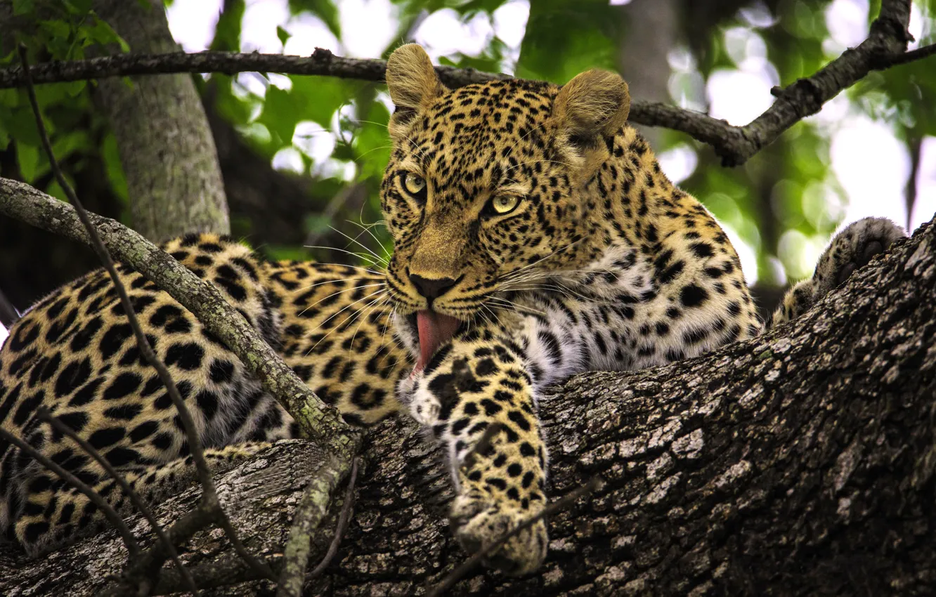 Photo wallpaper trees, branches, predator, leopard, wild cat
