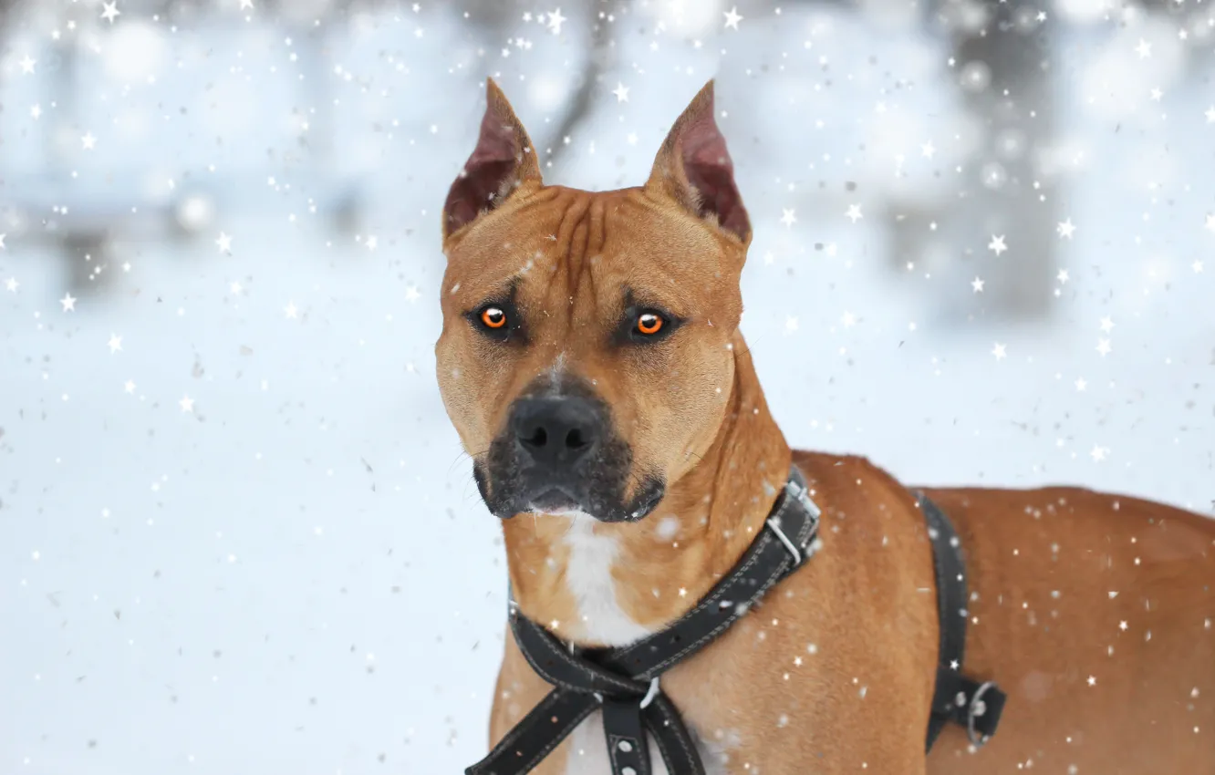 Photo wallpaper winter, each, dog, pit bull
