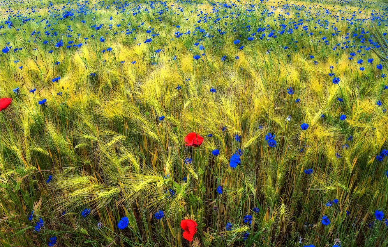 Photo wallpaper field, flowers, Mac, ears