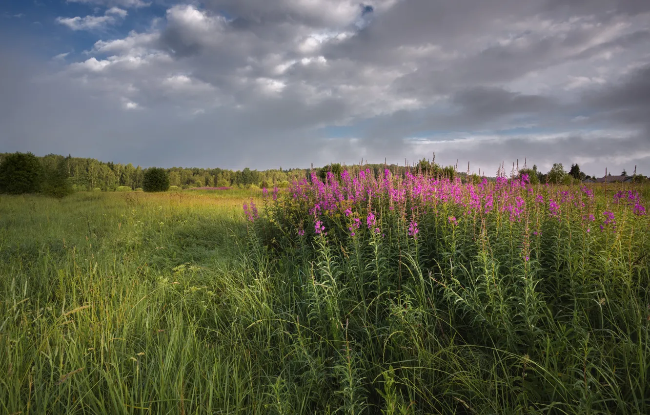 Photo wallpaper field, summer, flowers, Ivan-tea