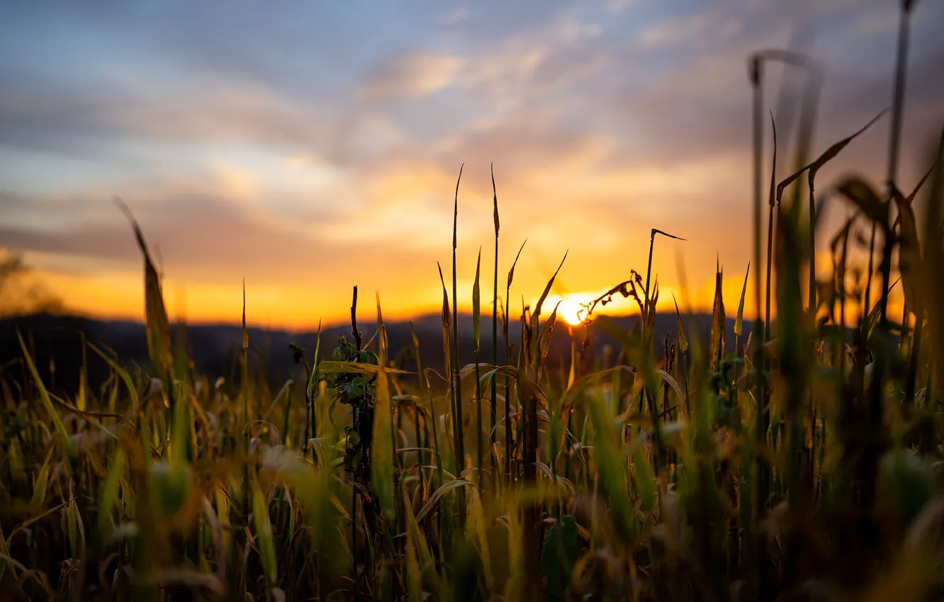 Photo wallpaper field, forest, the sky, grass, the sun, clouds, light, sunset