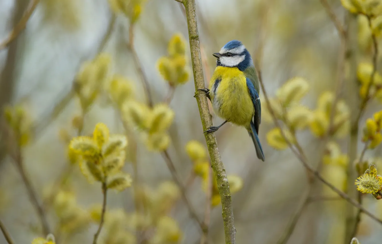 Photo wallpaper branches, bird, spring, bird, Verba, tit