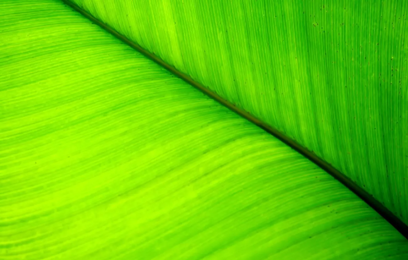 Photo wallpaper greens, line, sheet, Plant