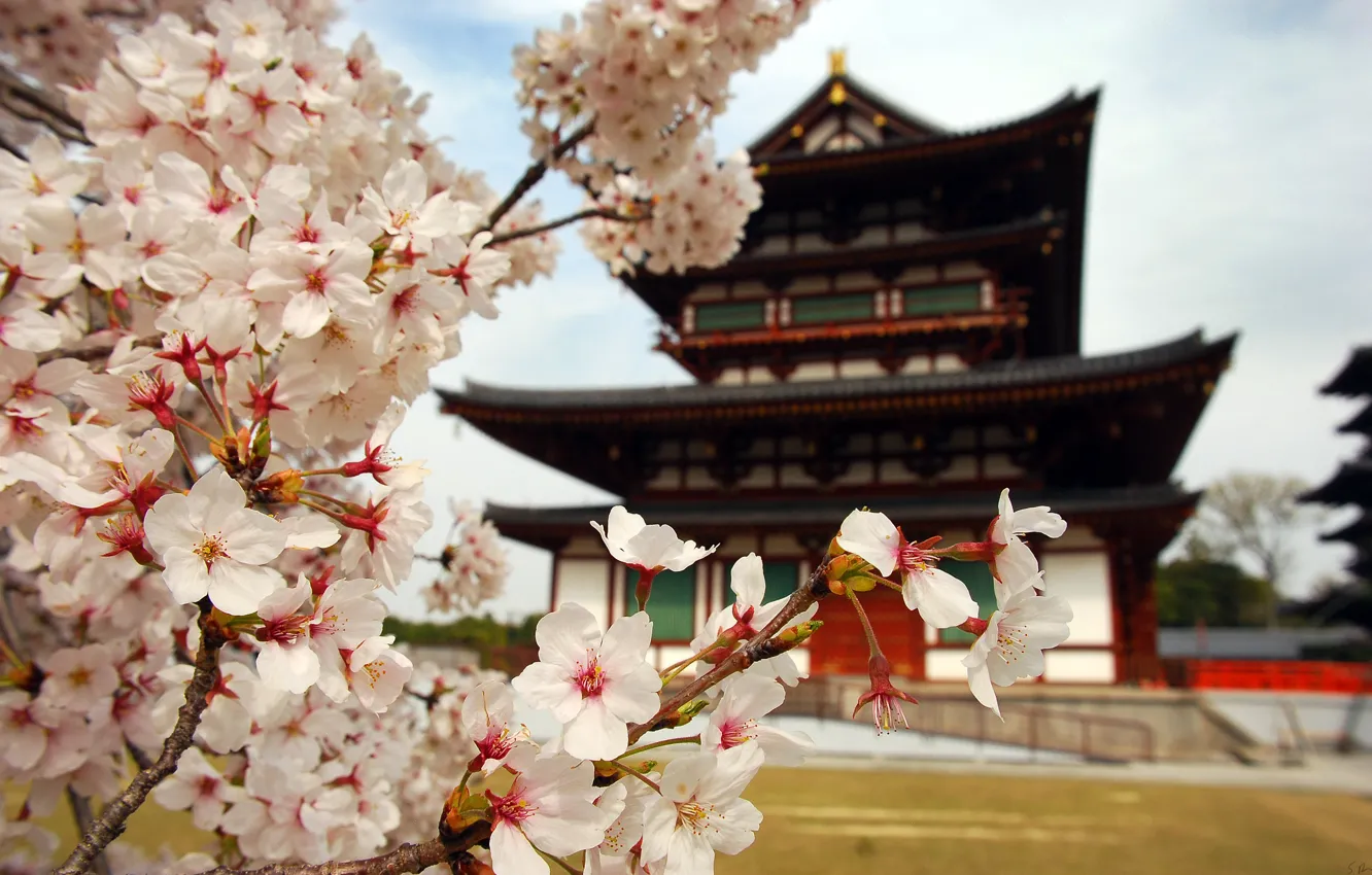 Photo wallpaper flowers, nature, house, branch, Japan, petals, Sakura, pagoda