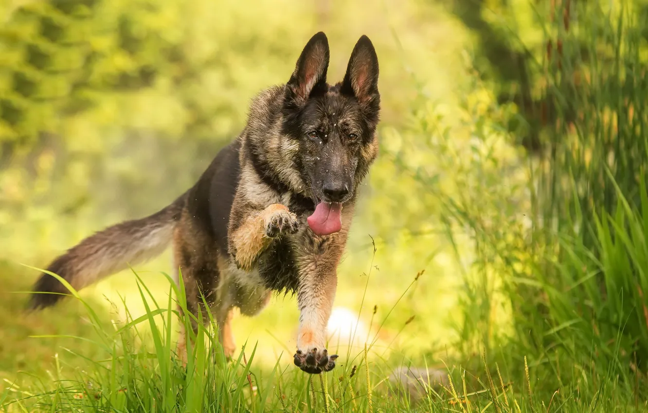 Photo wallpaper nature, dog, running